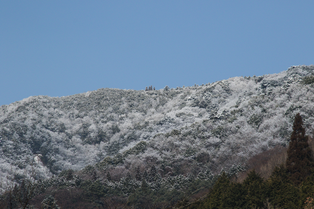 青森県　深浦町産　まるでフルーツ雪ん子人参（10kg）のアイキャッチ画像